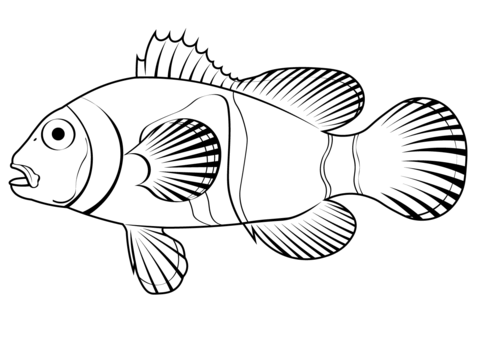 Orange Clownfish (Amphiprion Percula) Coloring Page